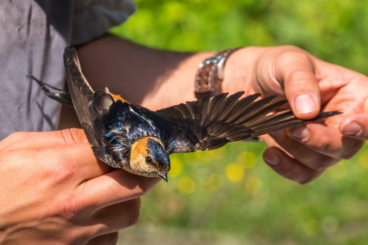 Ptak trzymany w rękach