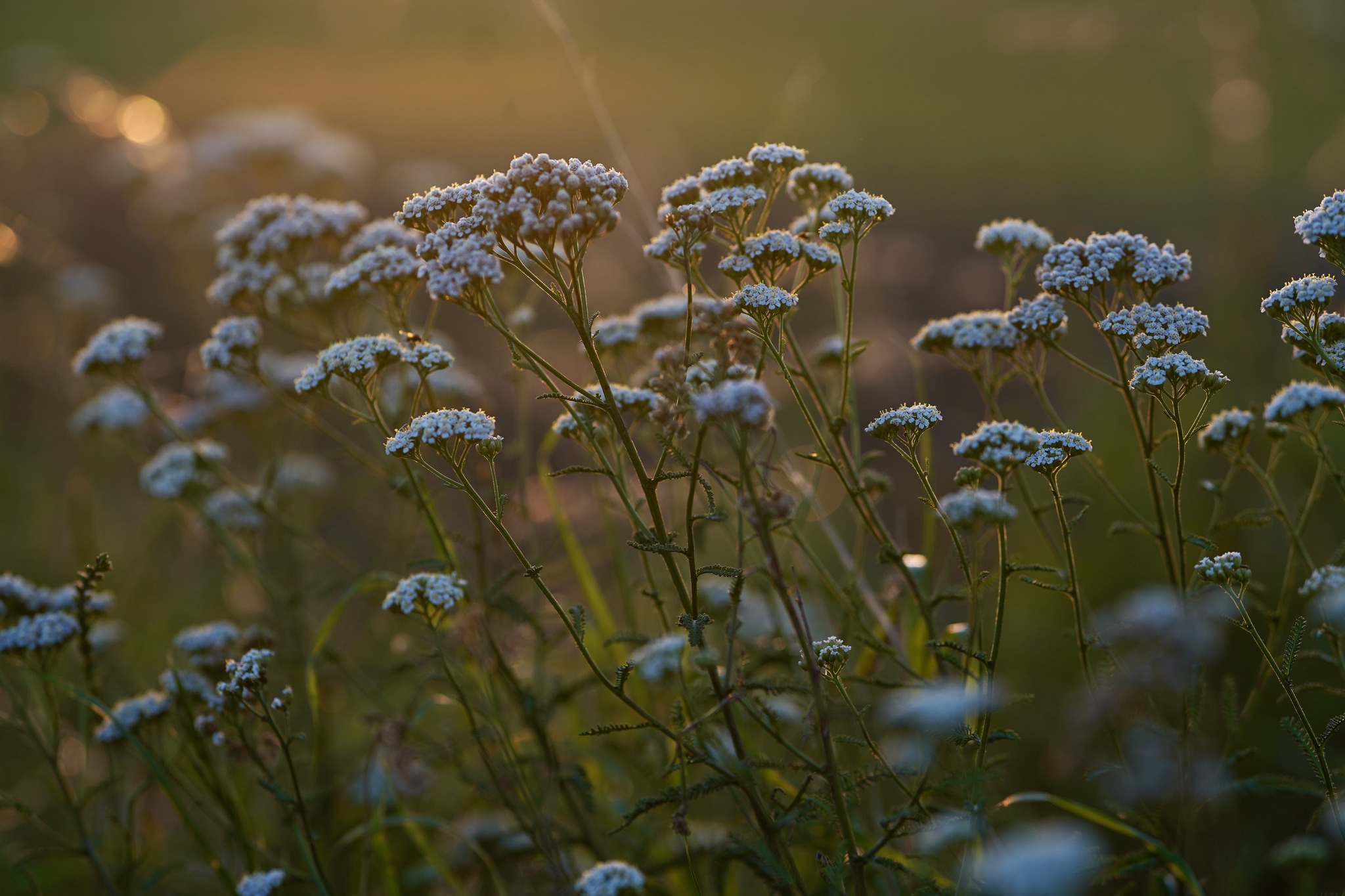 łąka z polnymi kwiatami