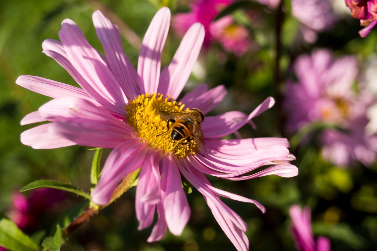 Pszczoła na kwiatku